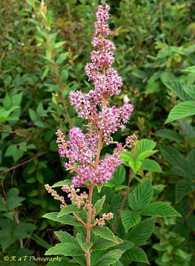 {Spiraea tomentosa}